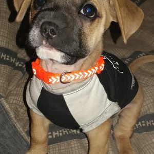 Meet your Posher, Darby